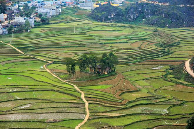 Ngôi nhà nhỏ yên bình giữa cánh đồng xanh mướt.