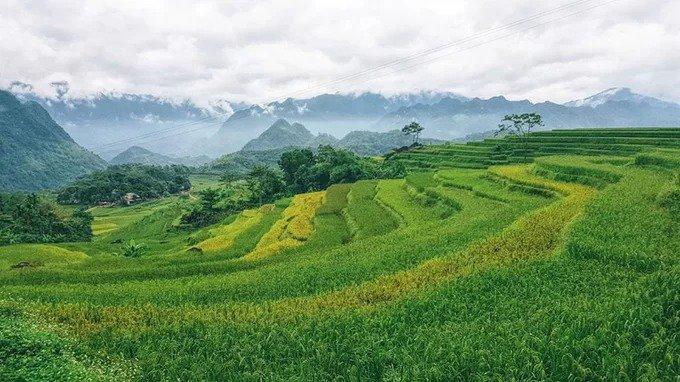 Sáng sớm, bạn có thể bị đánh thức bởi mùi sương quyện hương lúa chín ngào ngạt. Ngoài khung cửa sổ, những cụm mây lang thang ngang qua thung lũng, đậu trên các cánh đồng, trên hạt lúa thơm.