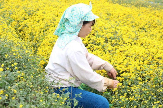 Cắt hoa về làm thuốc - Ảnh: N.P.Huệ