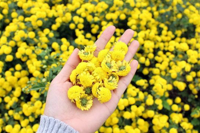 Những bông hoa xinh xắn cũng là vị thuốc - Ảnh: N.P.Huệ