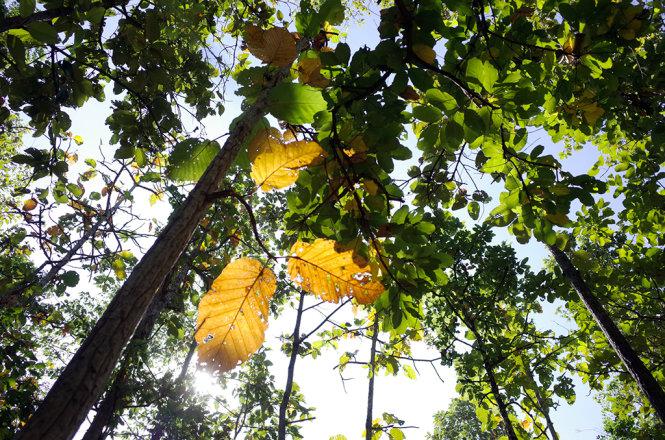 Lá vàng, lá xanh chen lẫn nhau tạo nên bức tranh nhiều màu sắc