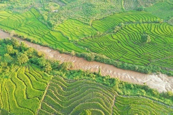 Cây lúa sinh trưởng nhờ nguồn nước tưới dẫn về từ hồ thủy lợi Ayun Hạ (Gia Lai) và các con suối trên sườn đồi.
