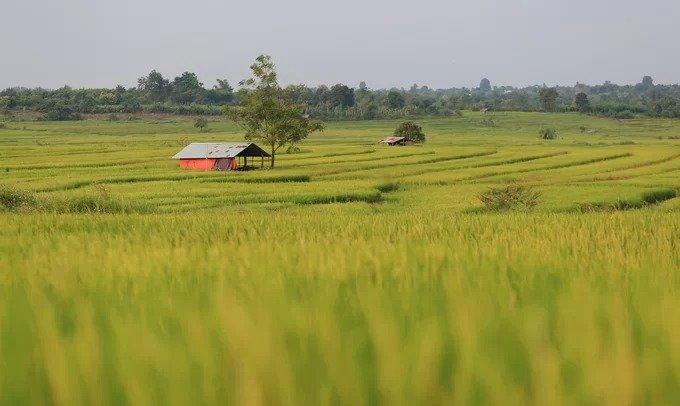 Túp lều nhỏ được người dân dựng lên để nghỉ chân, cất đồ đạc khi ra ruộng thăm lúa.