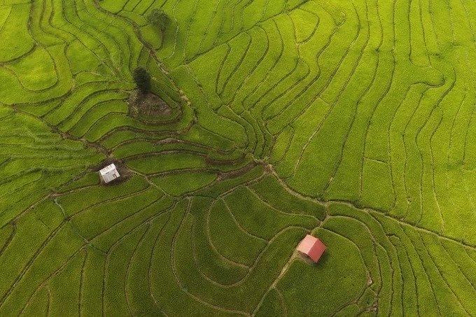Nhìn từ trên cao, từng thửa ruộng nối tiếp nhau tạo nên những mảng màu xanh trên vùng đất cao nguyên. “Tôi cảm thấy sảng khoái khi lang thang trên cánh đồng lúa xanh rì, tận hưởng không gian yên bình, không khói bụi”, nhiếp ảnh gia Hoàng Quốc Vĩnh (Gia Lai), người vừa có chuyến đi săn ảnh ruộng bậc thang, chia sẻ.