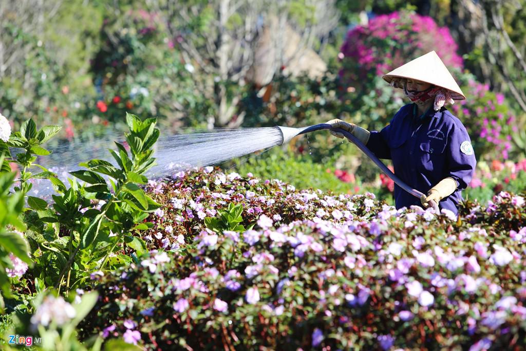 Hoa được các công nhân tưới thường xuyên trong ngày để đảm bảo luôn tươi tắn, rực rỡ.