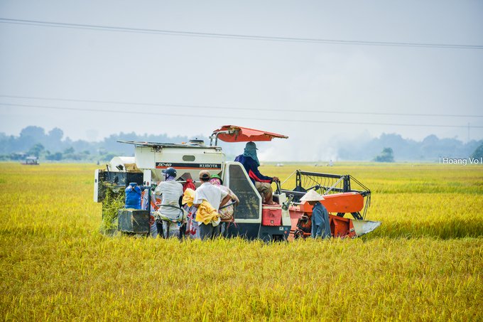 Cuối tháng 4, nhiều cánh đồng ở Thừa Thiên - Huế nhộn nhịp hơn hẳn khi người dân gặt lúa. Để chiêm ngưỡng khung cảnh ngày mùa, bạn có thể ghé làng La Chữ, xã Hương Chữ, thị xã Hương Trà. Nơi đây, những đồng lúa chín trải dài tít tắp.