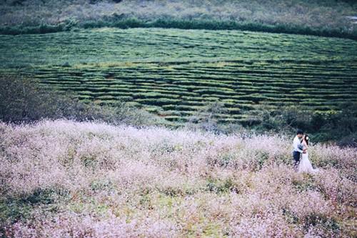 Không riêng gì dân phượt mà cả những đôi sắp cưới cũng tổ chức đến Mộc Châu để chụp hình album. Ảnh: vietbao