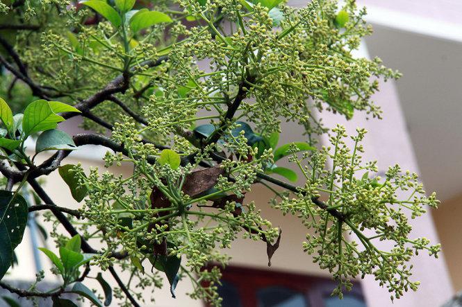 Hoa bơ Đắk Lắk - Ảnh: Nga Bích