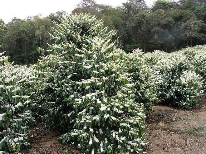 Ngoài việc thưởng ngoạn hương sắc hoa cà phê, du khách nên kết hợp tham quan một số địa điểm khác để chuyến đi thêm thú vị.
