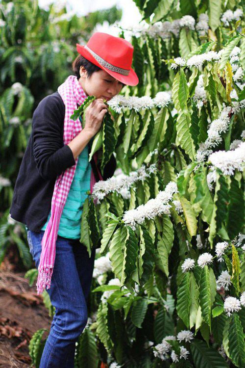 Du khách say lòng với hoa cà phê.