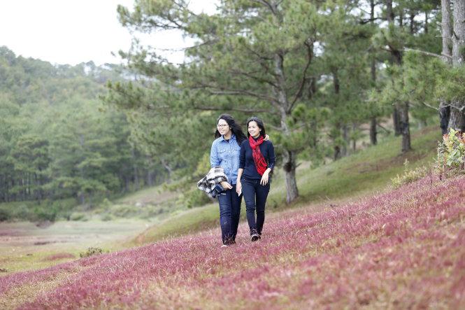 Du khách đến sau khi sương tan để chụp với cỏ hồng nguyên bản