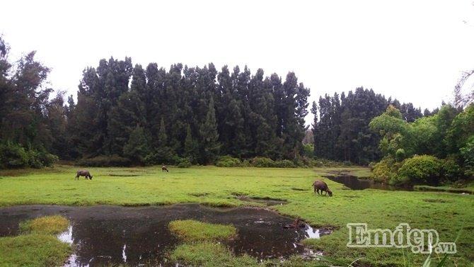 Khó có thể tin đây là khung cảnh yên bình trên một hòn đảo giữa biển với vài chú trâu đang thong dong gặm cỏ. Nếu không nói, nhiều người sẽ nhầm tưởng đang được ghé qua một làng quê nào đó trên đất liền.