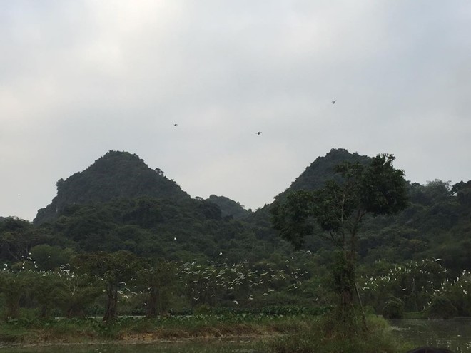 Khung cảnh Thung Nham khi bầy chim trở về.