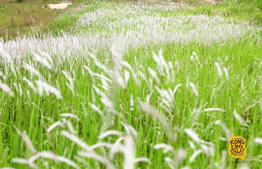 Ảnh: Tiến Đà Lạt