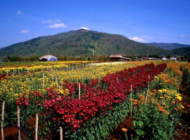 Du khách cũng khó lòng rời khỏi nơi này khi bước chân bị níu giữ bởi hương thơm quyến rũ của “vương quốc” hoa. Ảnh: Lan Anh