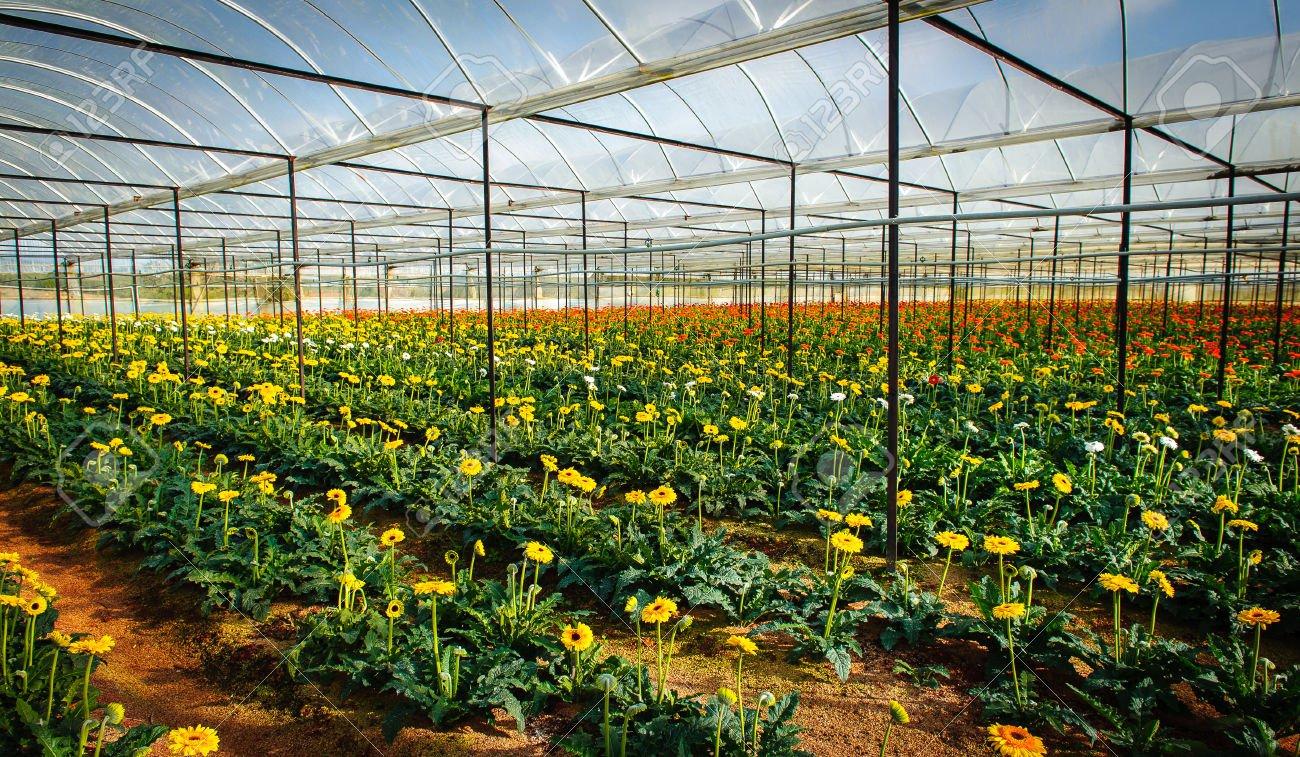 Các ruộng hoa và nhà kính với muôn vàn sắc hoa rực rỡ sẽ là phông nền đẹp cho những bức ảnh của bạn. Ảnh: Lan Anh