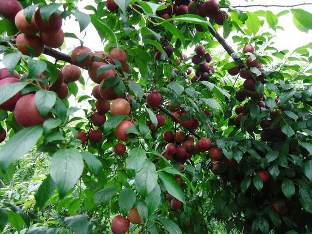 Vườn mận Mộc Châu. Ảnh: dacsanmocchau.vn