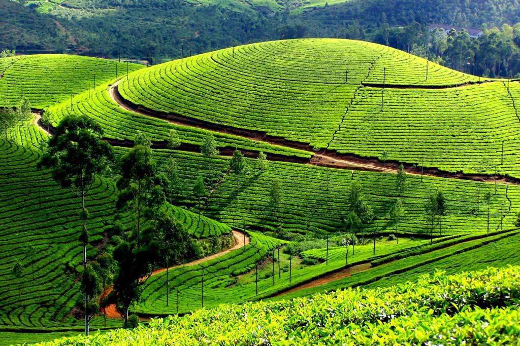 Đứng trên đỉnh đồi chè, du khách có thể phóng tầm mắt ra xa, ngắm toàn cảnh những sóng chè trôi mượt mà. Ảnh: Thongtindulichthungnai.blogspot.com