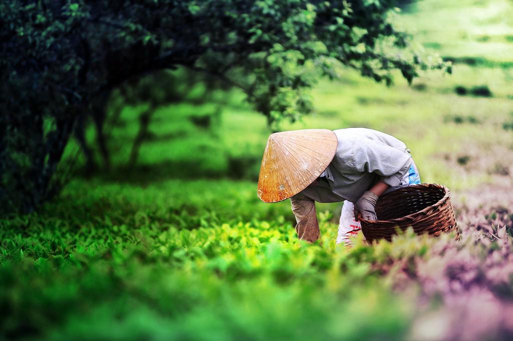 Người dân địa phương đang hái chè. Ảnh: hoangviettravel.vn