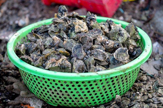 Nhiều du khách đánh giá thịt hàu tại đầm thơm ngon, khi ăn có vị béo bùi. Các món ngon từ hàu có thể kể đến như hàu nướng trui, cháo hàu, hàu xào hành tây hay gỏi hàu.