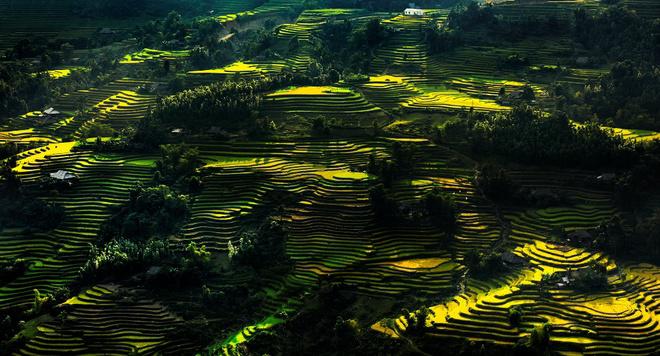 Hoàng Su Phì hiện lên huyền ảo, hoang sơ nhưng cũng mộc mạc, gần gũi và đầy cảm xúc qua những bức ảnh của họ. Các tác phẩm của hai nhiếp ảnh gia đem đến cho người xem cảm nhận về sự hùng vĩ và trữ tình của những thửa ruộng bậc thang chảy tràn từ ngọn núi này đến ngọn núi khác, tựa như chiếc thang nối từ mặt đất đến bầu trời. Tác phẩm Rừng vàng.