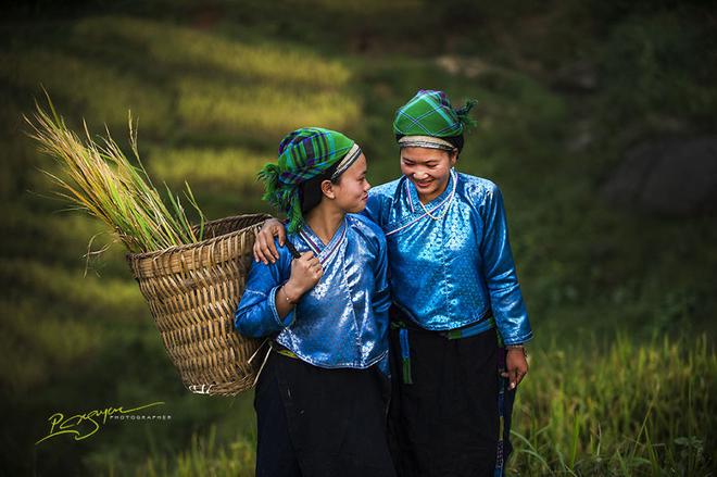 Những người phụ nữ Dao vào mùa gặt.