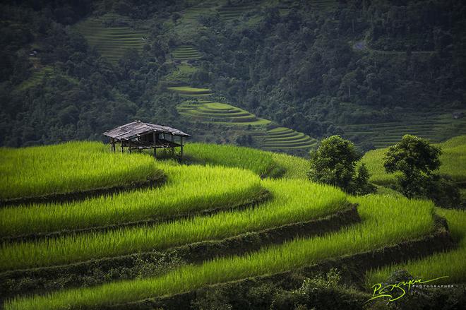 Cánh đồng lúa huyền thoại ở tỉnh Hà Giang.