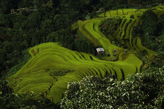 Những người phụ nữ dân tộc Dao làm việc trên cánh đồng lúa ở Hoàng Su Phì, Hà Giang.