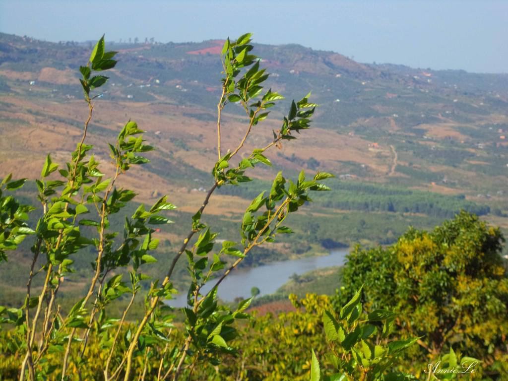 Ruộng dâu.