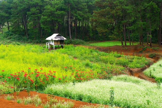 Nằm cách Hà Nội 190 km theo hướng quốc lộ 6, cao nguyên Mộc Châu từ lâu là điểm đến hấp dẫn biết bao người. Đường đi thuận lợi, khí hậu mát mẻ quanh năm cùng hệ thực vật bốn mùa khoe sắc... khiến nơi đây luôn là địa chỉ số một cho những kỳ nghỉ ngắn ngày tại miền Bắc.