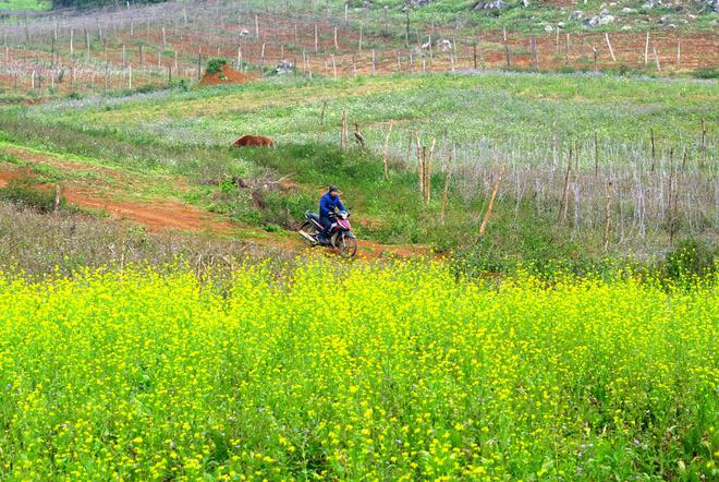 Dù đang trong những ngày đông giá rét nhất của miền Bắc, nhưng tiết trời Mộc Châu dường như ấm áp hơn hẳn bởi muôn loài hoa cũng đang vào thời điểm rộ nhất. Du khách có thể bắt gặp xen kẽ cải trắng xen cải vàng, hoa dã quỳ, hoa trạng nguyên, thậm chí cả tam giác mạch tại Mộc Châu.