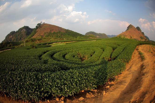Tháng 12, những nương chè tại thị trấn Nông trường vẫn xanh mướt.
