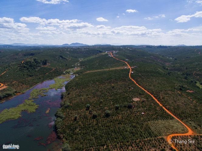 Một con đường đất len lỏi giữa một rãy cà phê bạt ngàn ở Di Linh, Lâm Đồng - Ảnh Lê Thế Thắng