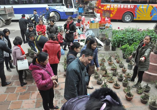 Khách du lịch hào hứng chọn những gốc mai trắng về chơi Tết.