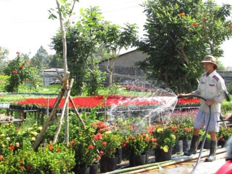 Liên tục tưới nước để hoa tươi tắn. Ảnh: N.NAM