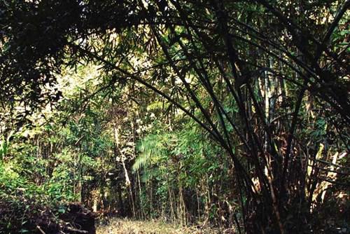 Trên đường đi rừng, dễ dàng bắt gặp những bụi tre lồ ô