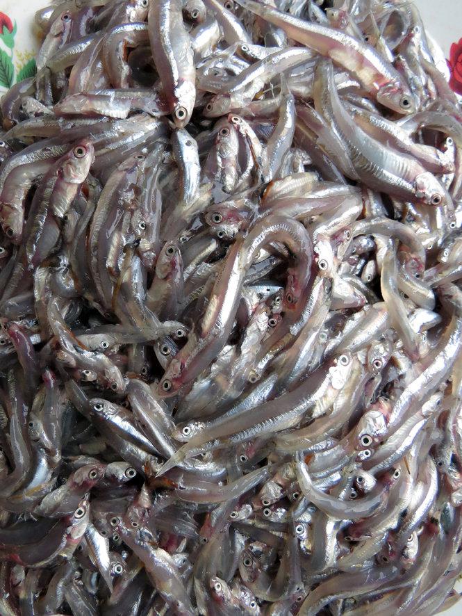 Cá cơm tươi vừa được vớt lên từ biển - Ảnh: Minh Kỳ