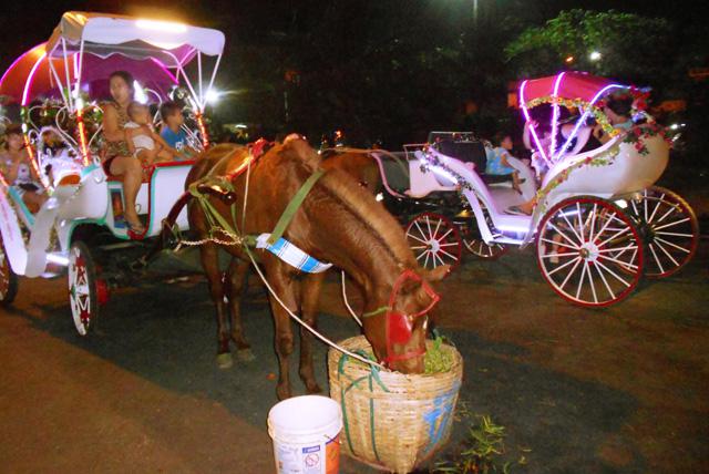 Sau một vòng phục vụ du khách, những chú ngựa trở về bến được tiếp sức bằng cỏ, nước uống để tiếp tục cuộc hành trình