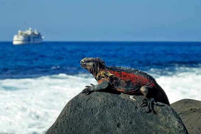 <strong>Quần đảo Galapagos, Ecuador: </strong> Nơi đây có sự đa dạng về mặt cảnh quan và động vật hoang dã, thích hợp để khám phá, thám hiểm với các hoạt động lặn biển cùng những con sư tử biển hay hòa mình với đàn rùa khổng lồ…