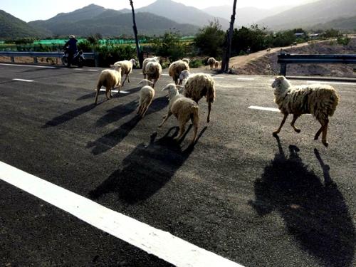 Từ Phan Rang đến Vĩnh Hy, du khách sẽ bắt gặp những chú cừu được chăn thả ven đường. Ảnh: Phạm Quang Tuân