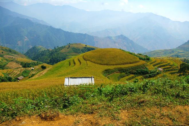 "Mâm xôi vàng" đầy đặn và no ấm của xã, hình ảnh gợi nhắc đến mâm xôi vàng nổi tiếng tận xứ Mù Cang Chải, nhưng khác là không hề có bóng dáng của khai thác du lịch.