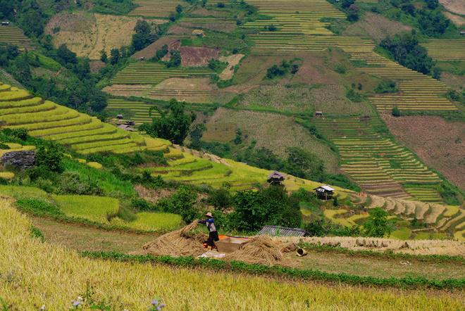 So với Lào Cai, Yên Bái... tháng 11 mới chính thức là "mùa vàng" ruộng bậc thang ở Chiềng Ân.